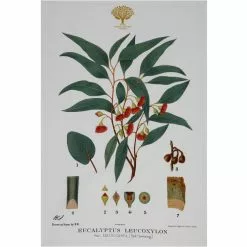 Maxwell And Williams Royal Botanic Garden Tea Towel - Flowering Gum