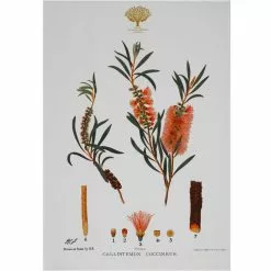 Maxwell And Williams Royal Botanic Garden Tea Towel - Bottlebrush