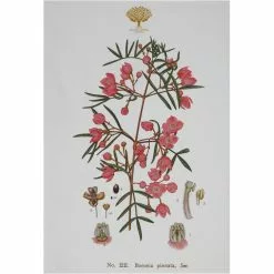 Maxwell And Williams Royal Botanic Garden Tea Towel - Boronia
