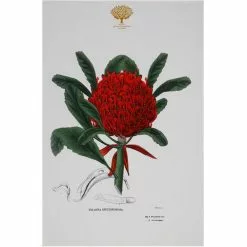 Maxwell And Williams Royal Botanic Garden Tea Towel - Telopea