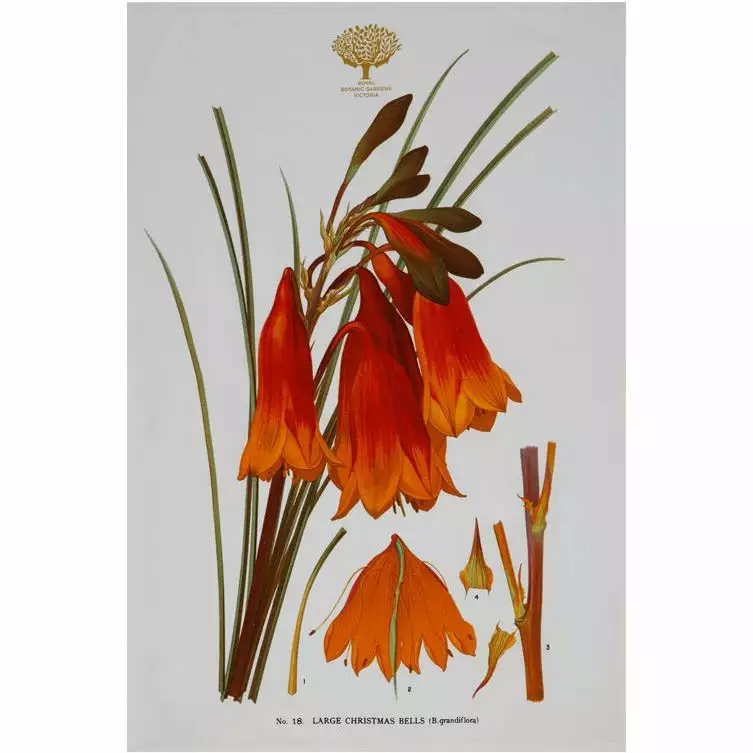 Maxwell And Williams Royal Botanic Garden Tea Towel - Christmas Bells
