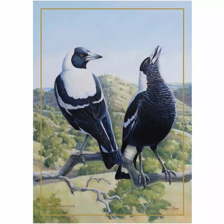 Maxwell And Williams Birds Of Australia Anniversary Tea Towel - Magpie